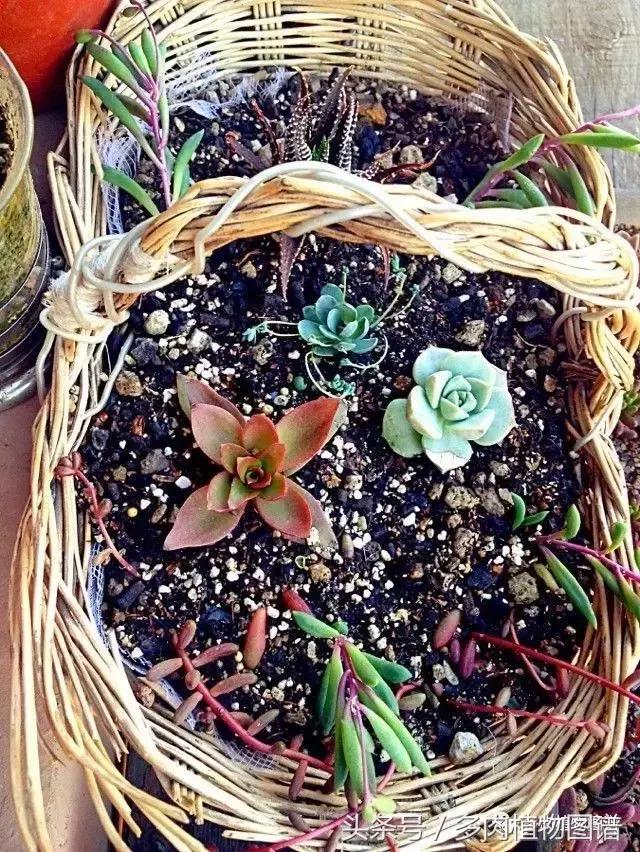 入坑半年的经历,入坑五个月总结