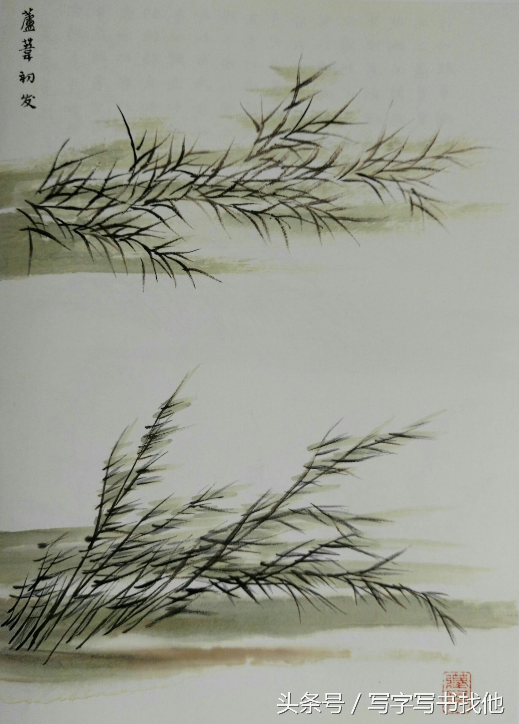 大写意花鸟画技法视频芭蕉,中国画大写意芭蕉叶画法