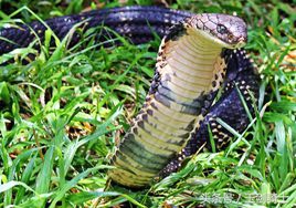 平头哥怕哪种蟒蛇的毒,可以杀掉平头哥的蟒蛇排名