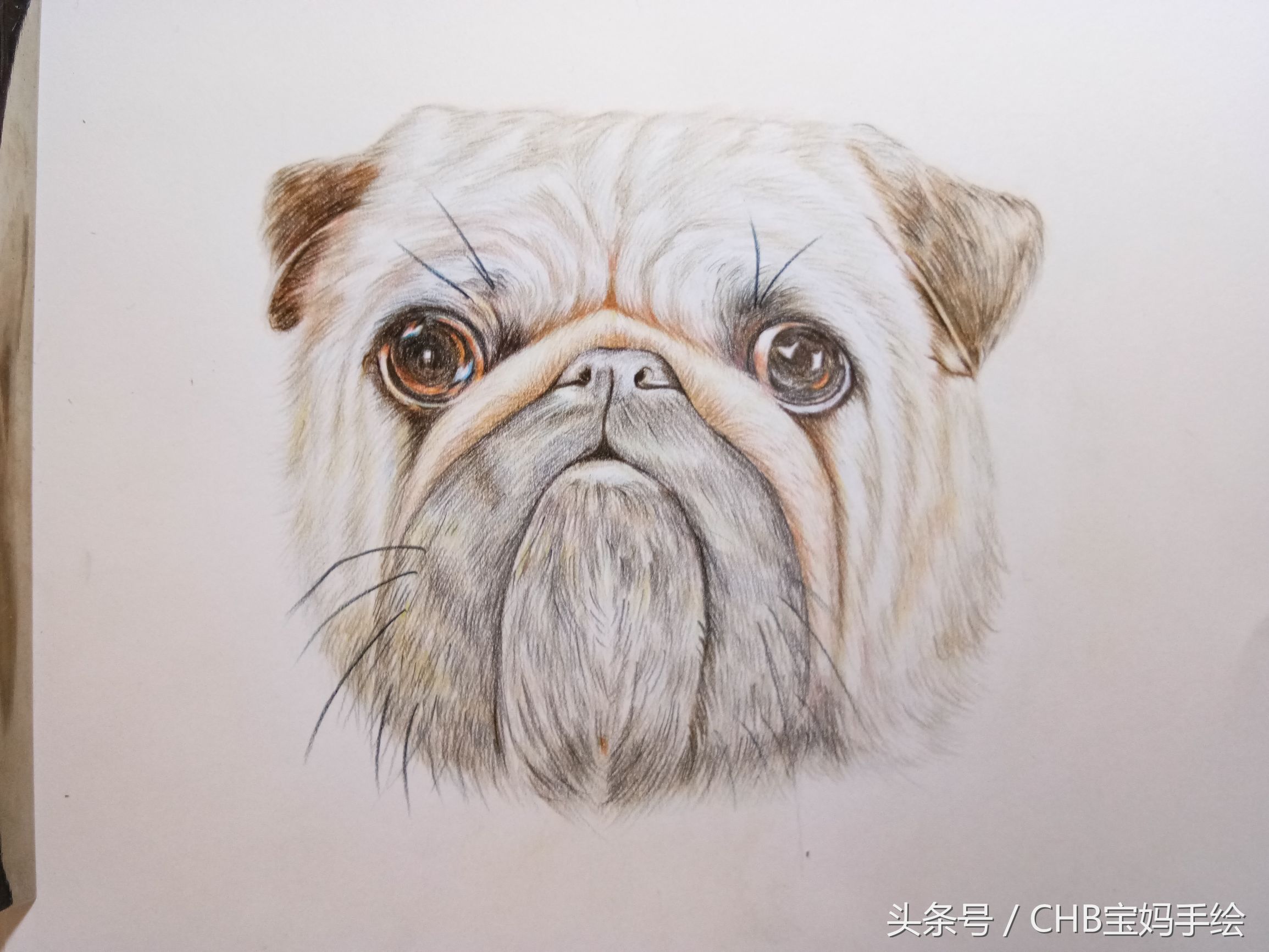 彩铅绘画入门零基础小狗,零基础学铅笔画入门小狗