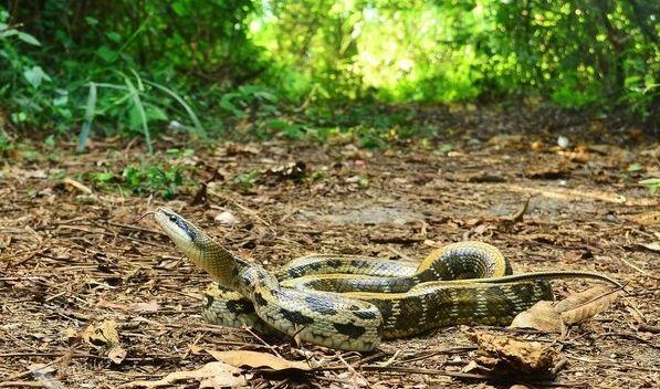 当你野外遇到蛇怎么办搞笑版,在野外遇到蛇最安全的做法是什么