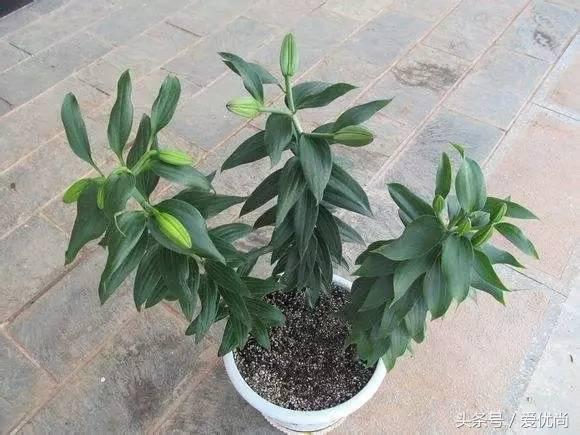 百合花怎么养最合适,百合花怎么养最好