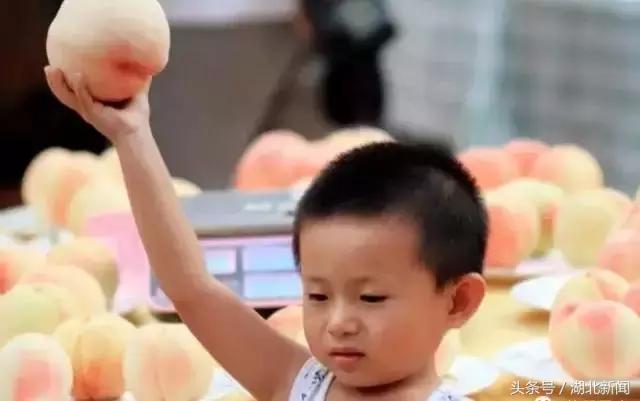 妗冨瓙鍙互鍜屽摢浜涙按鏋滃悆,鑳藉悆妗冨瓙鐨勯鐗╂湁鍝簺