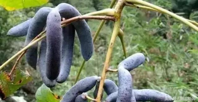 妗冨瓙鍙互鍜屽摢浜涙按鏋滃悆,鑳藉悆妗冨瓙鐨勯鐗╂湁鍝簺