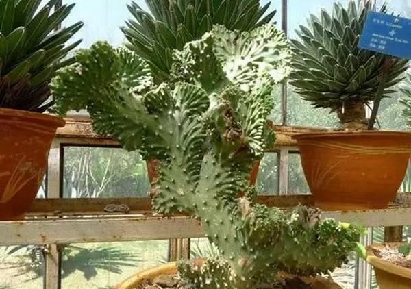 逆天了中国吃货!多肉植物炒肉吃!