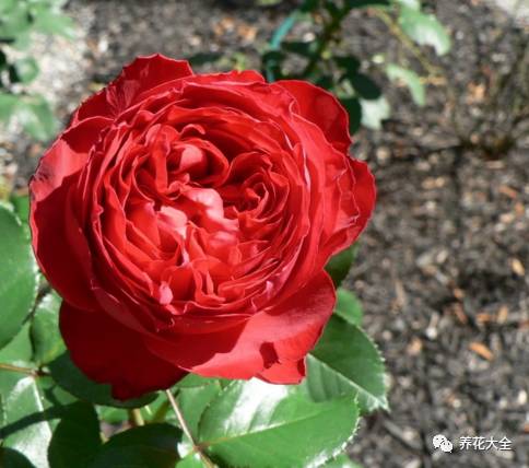 最美的十款月季品种推荐 (十种绝美的月季)