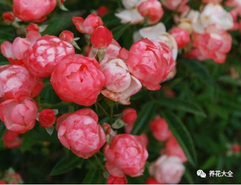 最美最高端的30款月季 (十种绝美的月季)