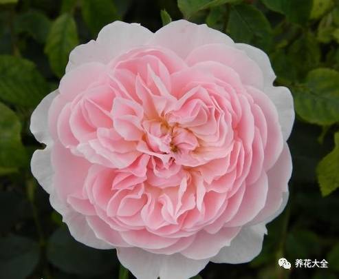 最美最高端的30款月季 (十种绝美的月季)