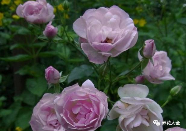 最美最高端的30款月季 (十种绝美的月季)