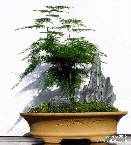 关于我国盆景艺术特色的论文,中国盆景艺术鉴赏论文