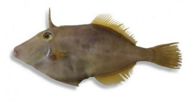 新西兰海产干货,新西兰海珍品