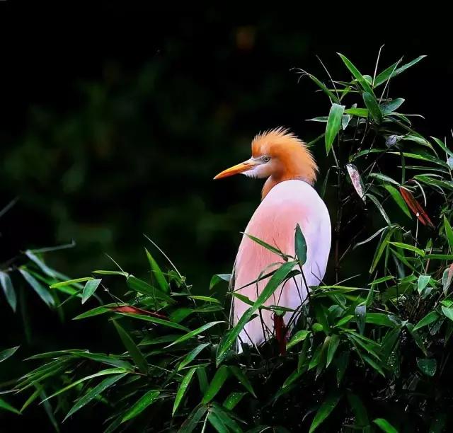 4月照片,4月的照片大全