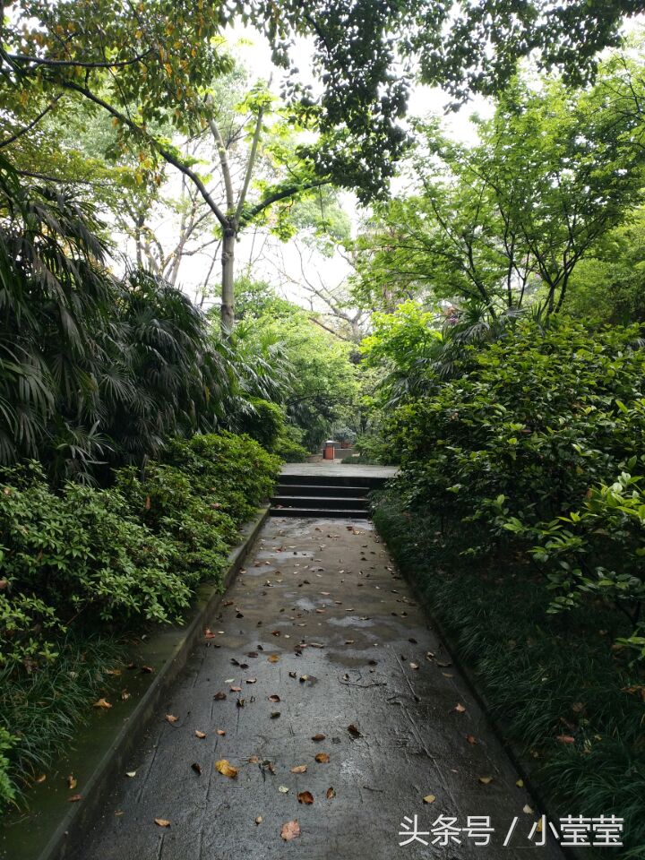 重庆鹅岭公园瞰胜楼到李子坝,重庆鹅岭打卡