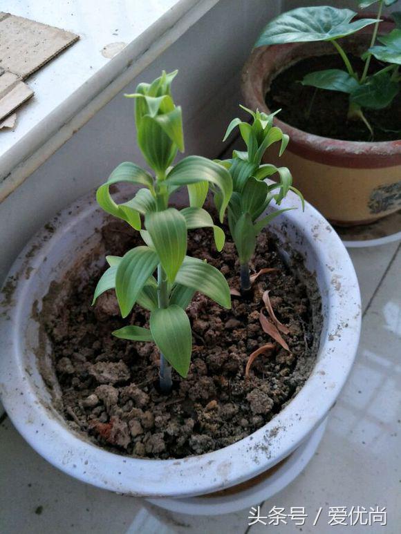 百合花怎么养最合适,百合花怎么养最好