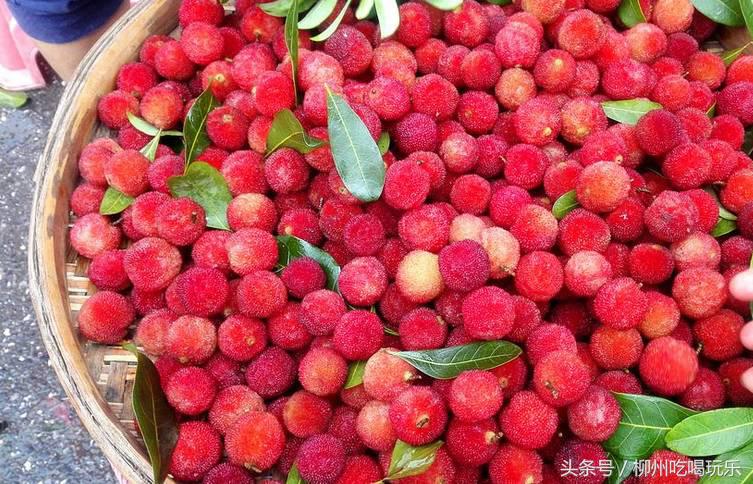 摘杨梅一键成片,杨梅采摘园柳州