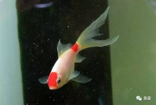 什么品种金鱼适合玻璃缸养,金鱼最好养的是什么品种