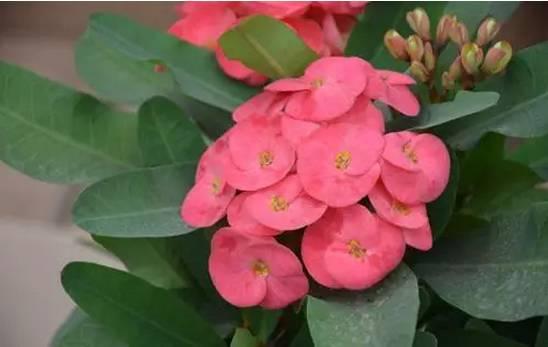 逆天了中国吃货!多肉植物炒肉吃!