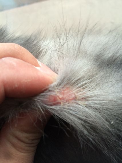 兽医不告诉你的秘密,兽医不会告诉你的秘诀