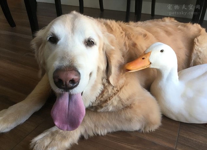 金毛狗狗和爸爸的故事,金毛与鸭的友谊