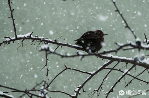 打鸟对焦技巧,专业摄影师教你打鸟