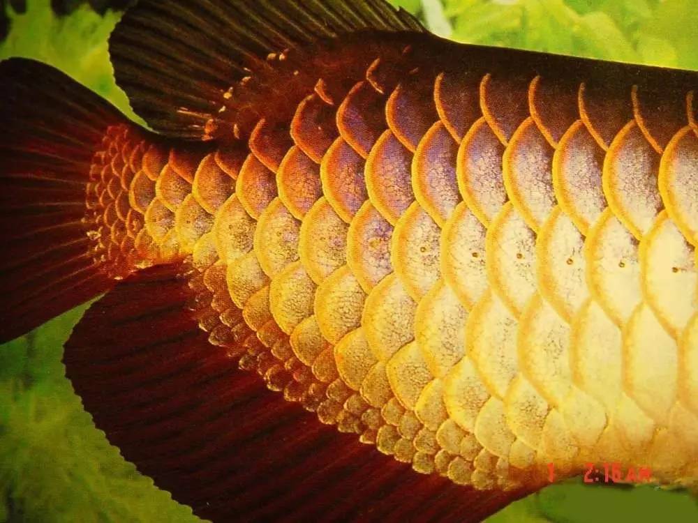 过背金龙和高背金龙的区别,高背金龙跟过背图片对比