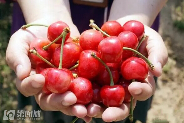 成都龙泉樱桃采摘地点附近,成都樱桃枇杷都能摘的地方