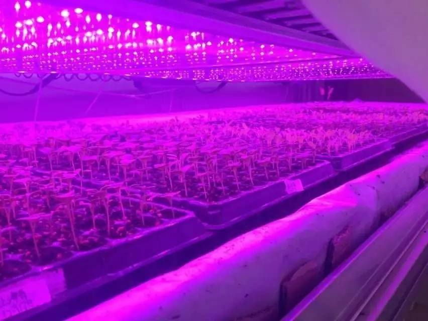 植物照明led迎爆发,植物照明led灯