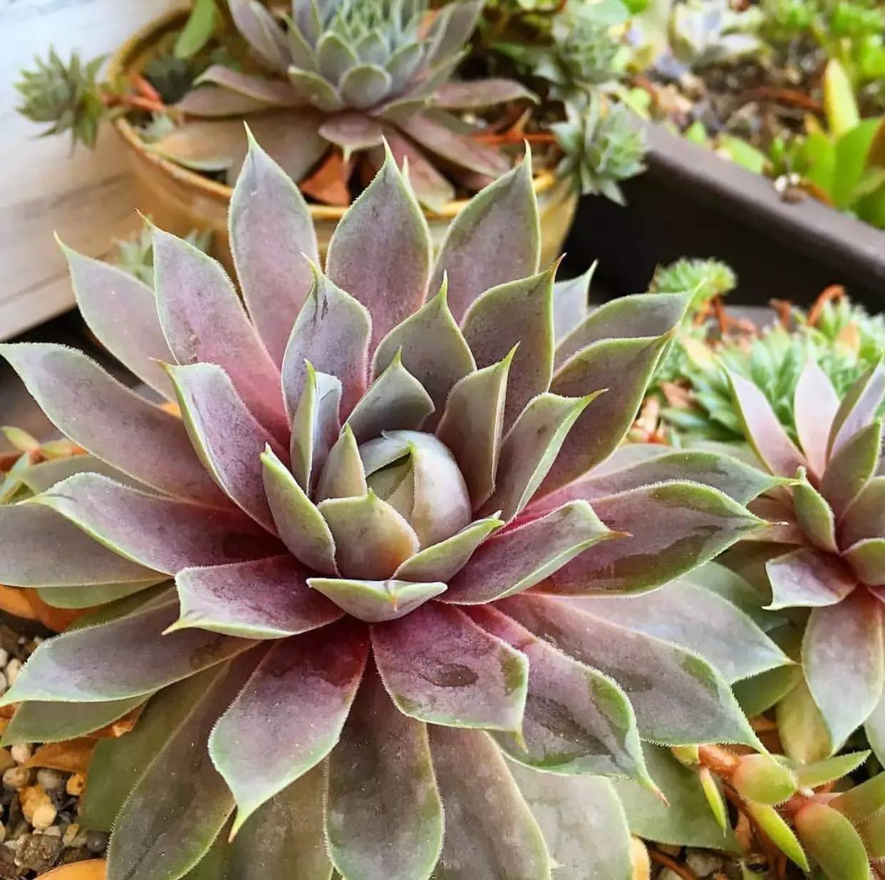 滚蛋吧，黑腐君！深度解析黑腐成因和解决之道