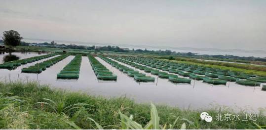 塘口白露节注意事项和禁忌,白露时节黄鳝如何管理