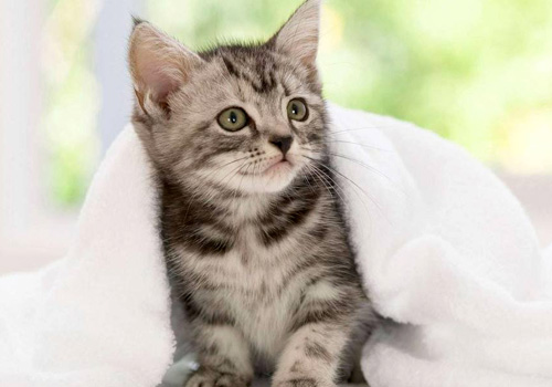 猫咪健康养护的注意事项,猫咪养护的五个注意事项