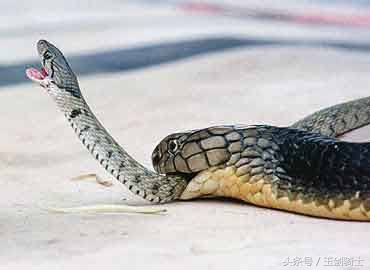 平头哥怕哪种蟒蛇的毒,可以杀掉平头哥的蟒蛇排名