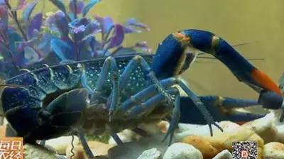 蓝色的龙虾最喜欢吃什么,蓝色的龙虾吃什么