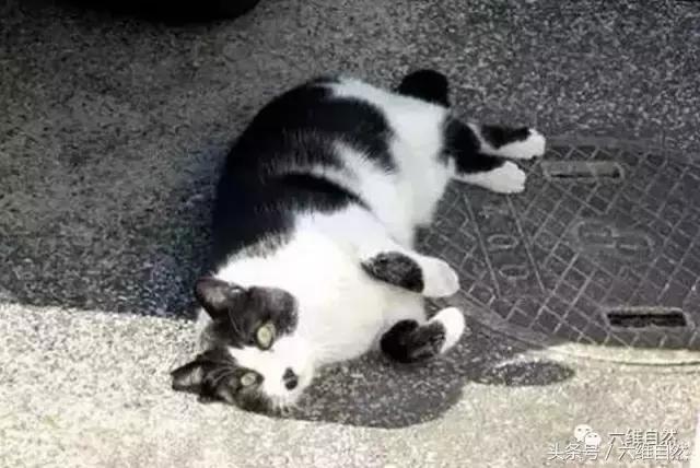 土猫宁愿晒太阳，也懒得理主人的呼唤