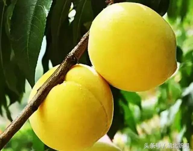 妗冨瓙鍙互鍜屽摢浜涙按鏋滃悆,鑳藉悆妗冨瓙鐨勯鐗╂湁鍝簺