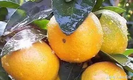 妗冨瓙鍙互鍜屽摢浜涙按鏋滃悆,鑳藉悆妗冨瓙鐨勯鐗╂湁鍝簺