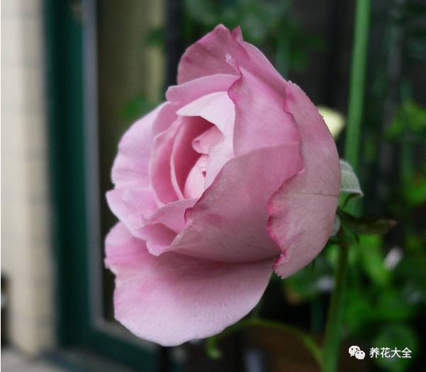 最美最高端的30款月季 (十种绝美的月季)