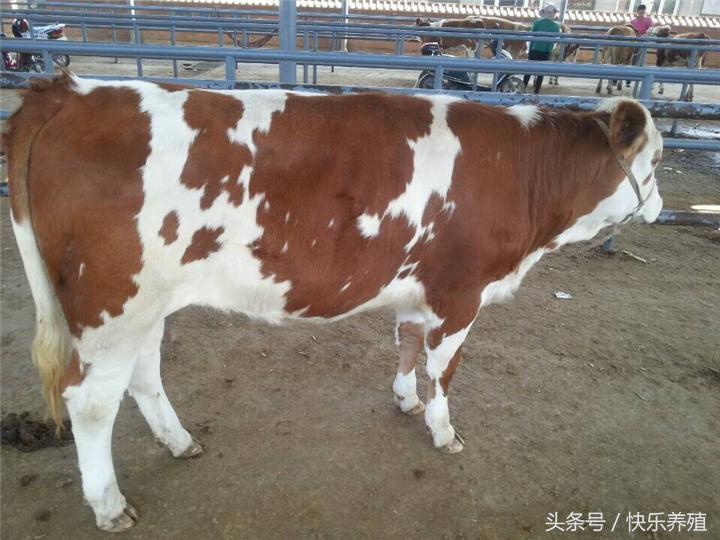 2020年养牛利润分析数据,2017养牛的利润与成本