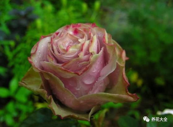 最美的十款月季品种推荐 (十种绝美的月季)