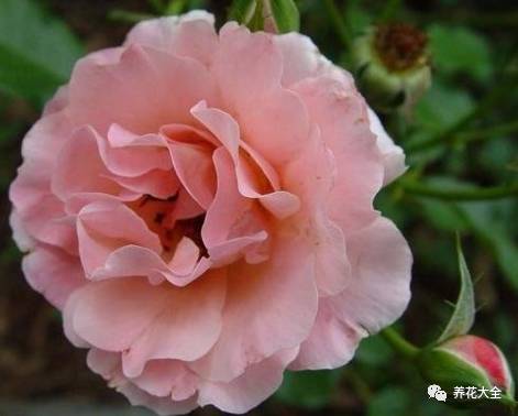 最美的十款月季品种推荐 (十种绝美的月季)