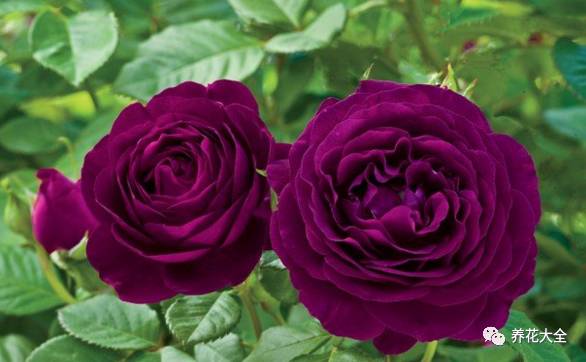 最美最高端的30款月季 (十种绝美的月季)