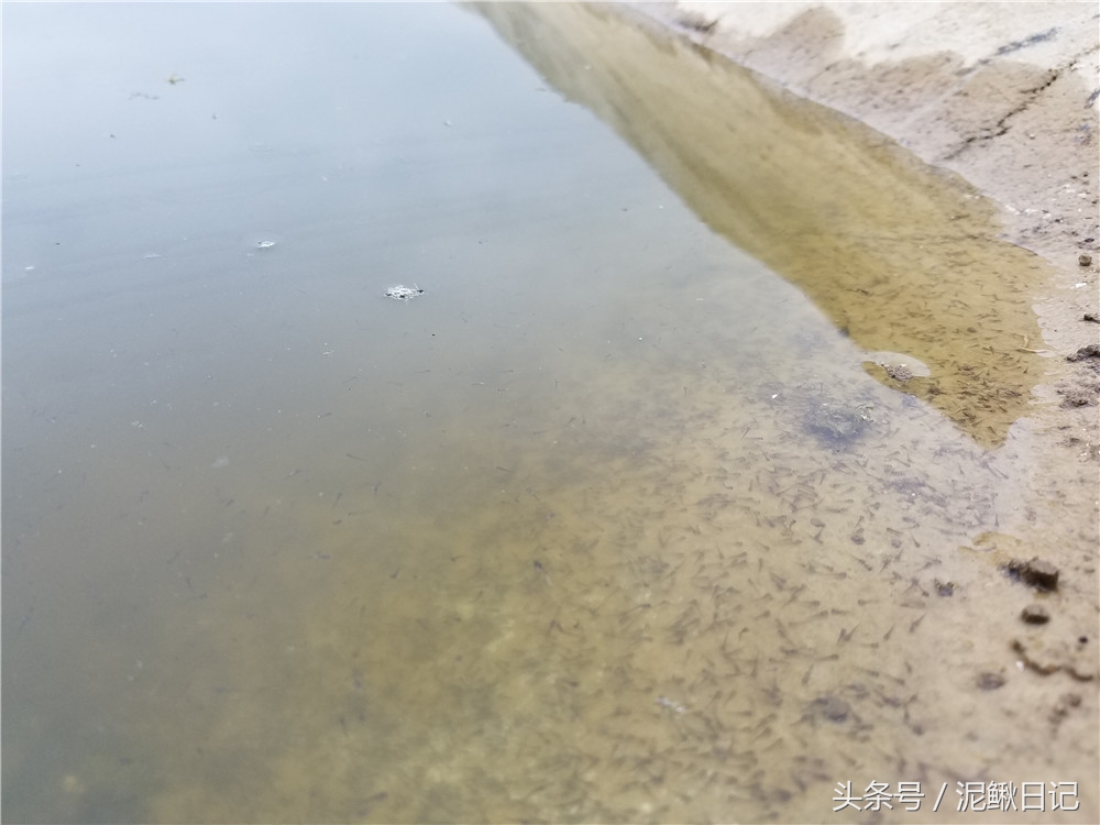 今年泥鳅市场价能卖多少元一斤,泥鳅什么价格行情最好