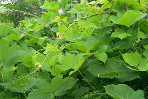 这种植物是血管的天然支架，可惜网上那些包装高档的都是假货！