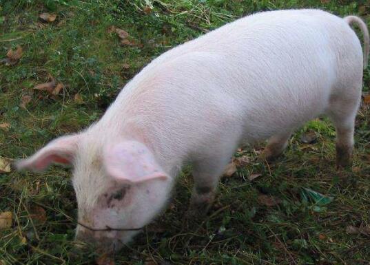 猪体温高不吃食怎么治,猪体温低的治疗药