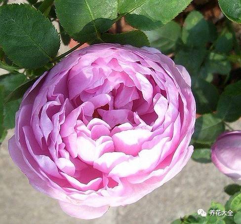 最美最高端的30款月季 (十种绝美的月季)