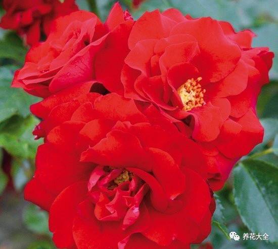 最美最高端的30款月季 (十种绝美的月季)