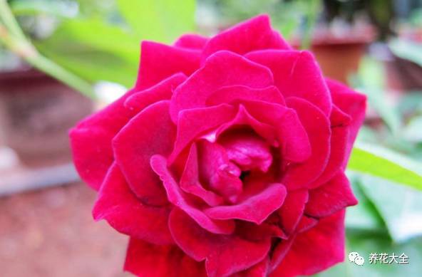 最美最高端的30款月季 (十种绝美的月季)