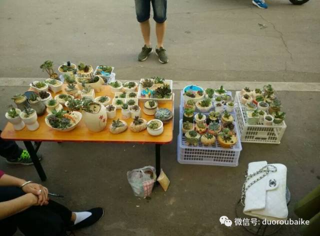 入多肉坑那些年踩过的误区,自从入了多肉坑