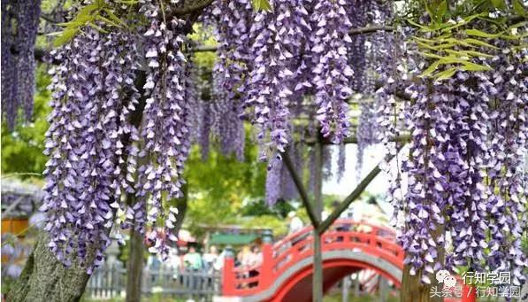送走了樱花,去日本最梦幻公园吃紫藤花冰激凌吧