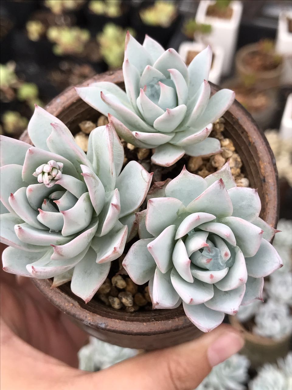 美肉计——粉蓝鸟