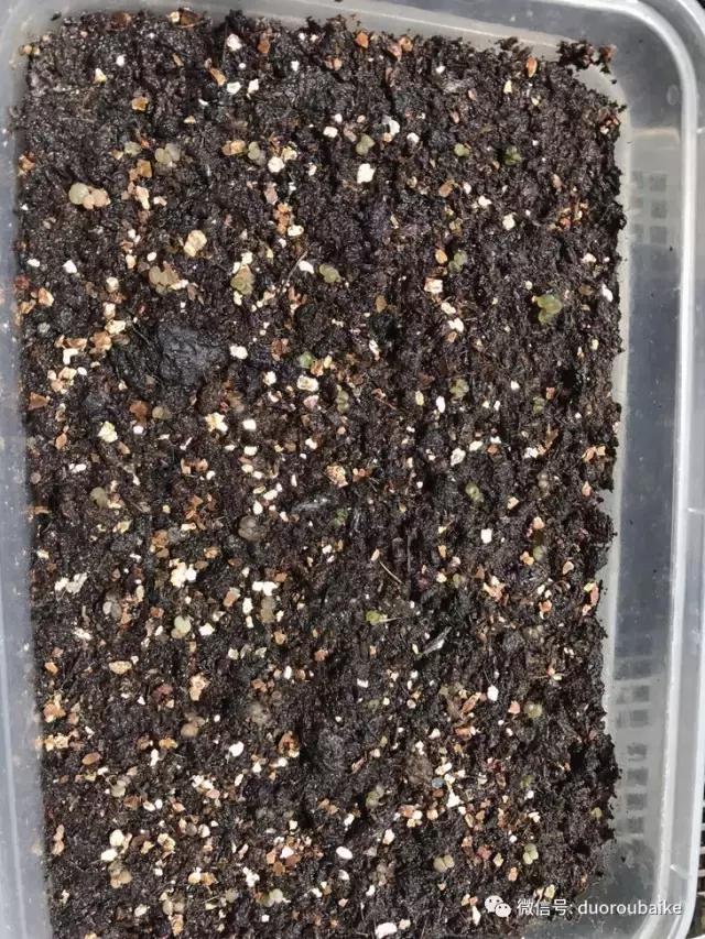 杀虫气雾剂能给多肉喷小黑飞吗,给多肉喷杀虫剂浓度高了有影响吗